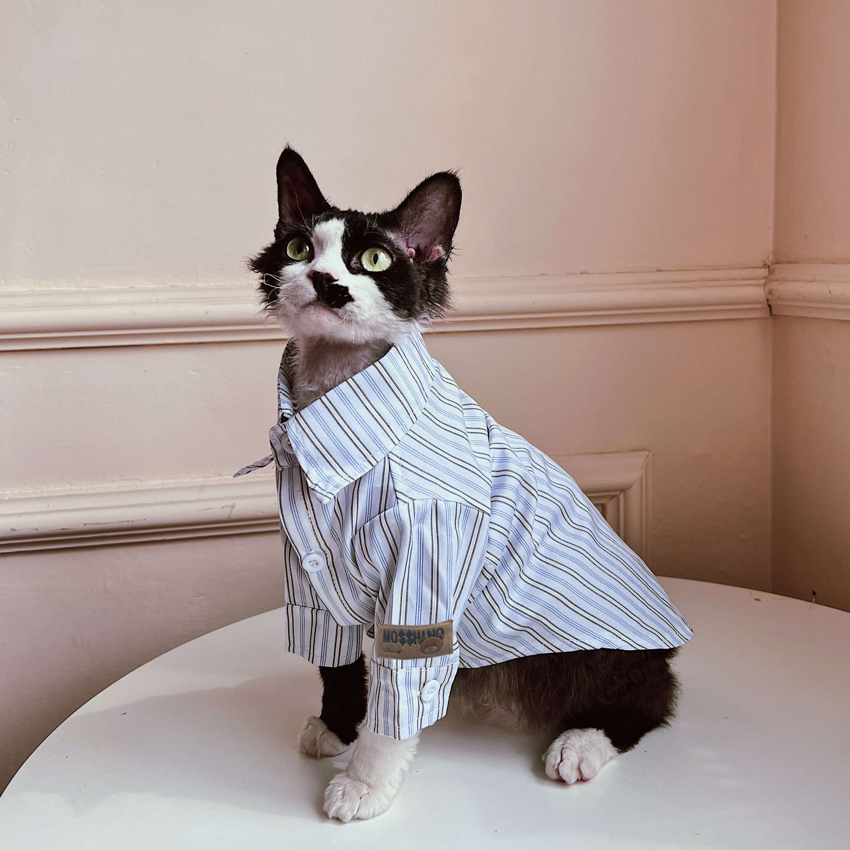 猫服  スフィンクス | スフィンクスのためのストライプパジャマ