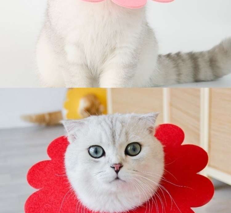 猫服 猫 エリザベスカラー | お花まんまるエリザベスカラー