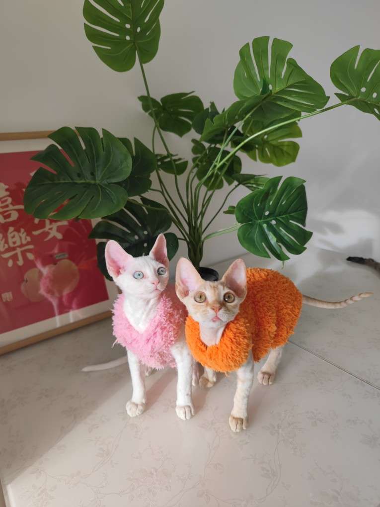 猫服  スフィンクス | モコモコあったかスフィンクスキャットウェア