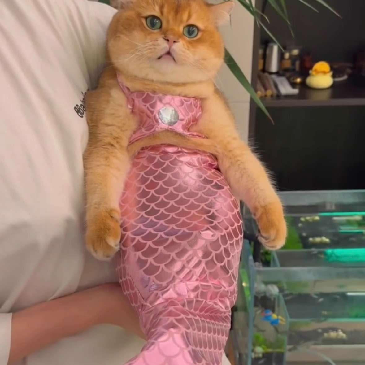 猫服  コスプレ | ふわもこ人魚姫の夢コスチューム