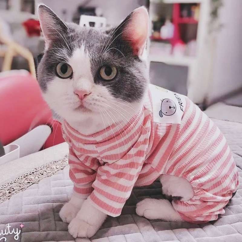 猫服  防寒服 | もふもふ猫ちゃんの冬支度ウェア