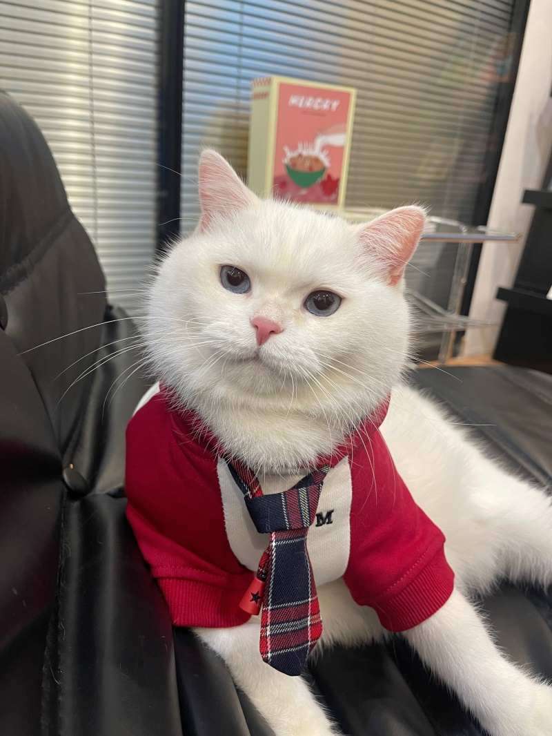 猫服  コスプレ | ネクタイ付きビジネス猫用スーツ
