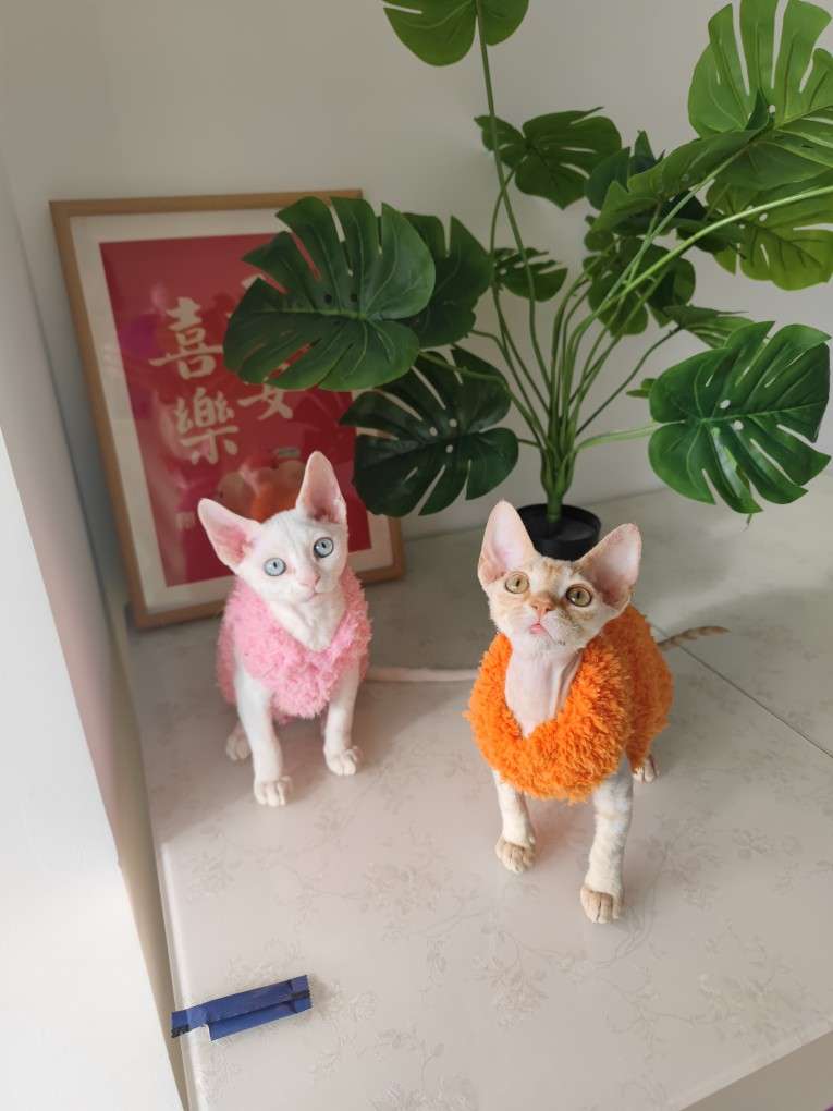 猫服  スフィンクス | モコモコあったかスフィンクスキャットウェア