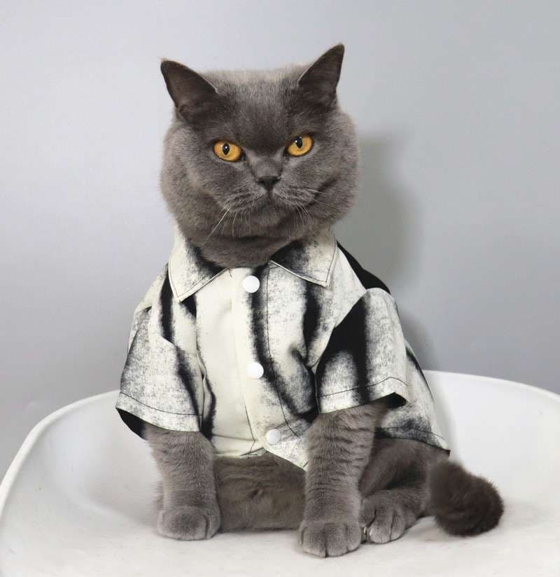 猫服  洋服 | 猫様のビジネスカジュアル
