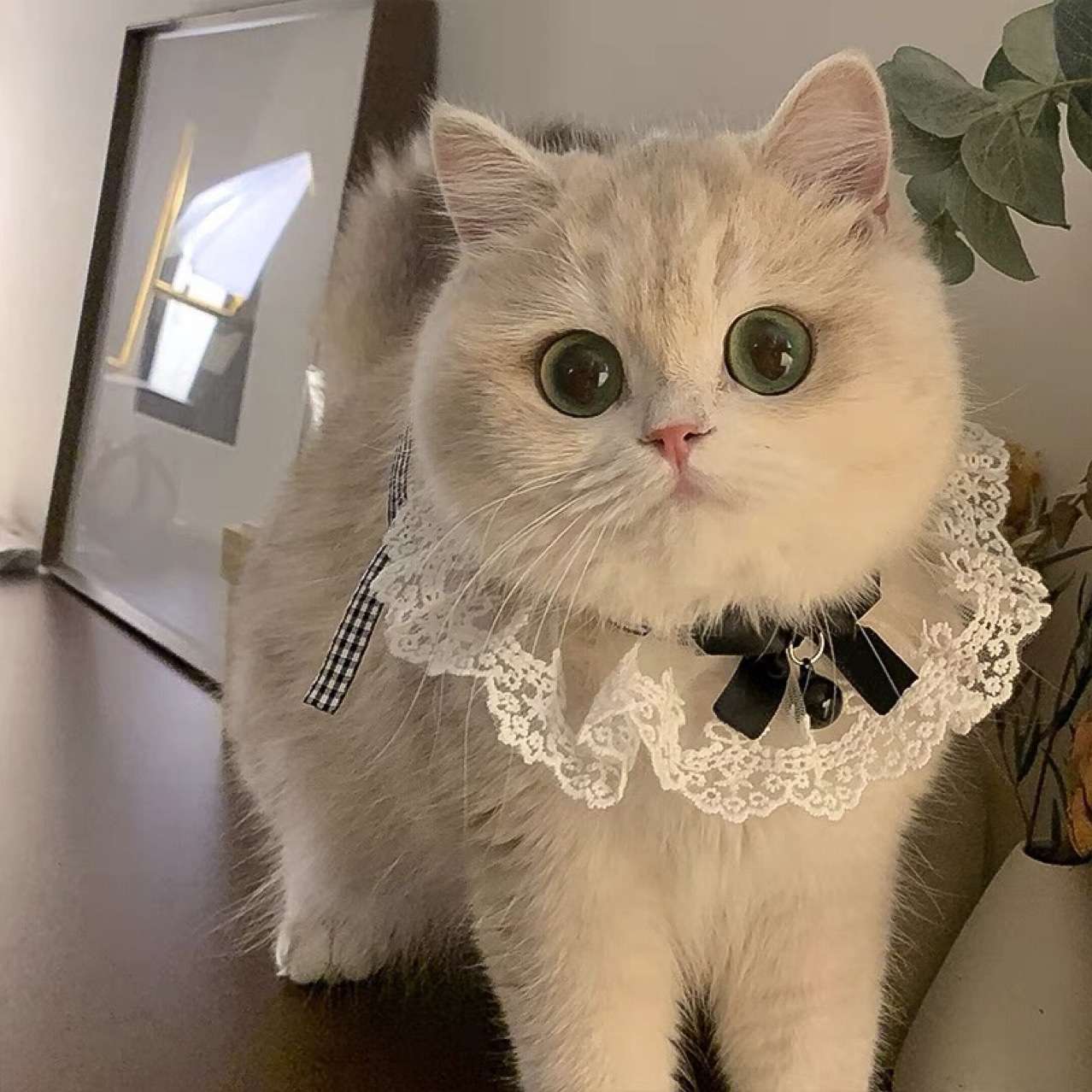 猫服  洋服 | 華やかレースの姫様エリマキ