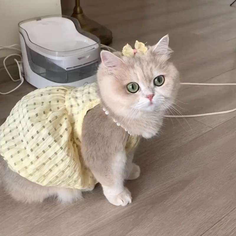 猫服  洋服 | ふわふわドレス猫用ワンピース