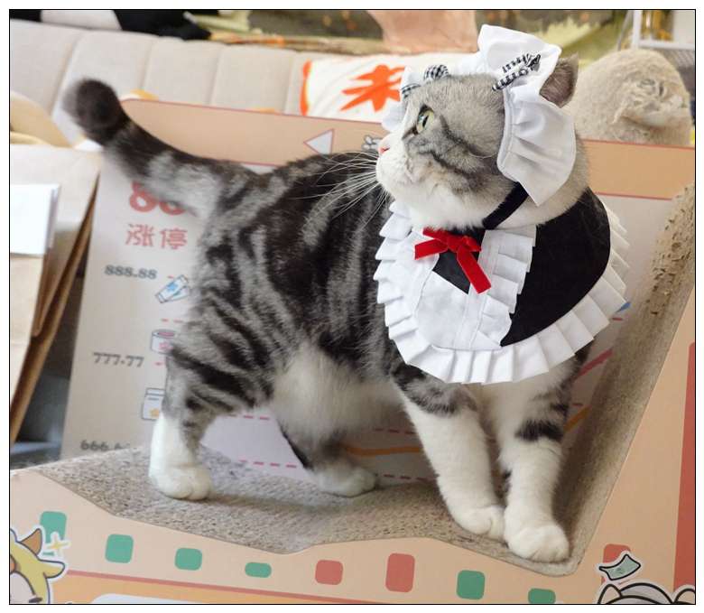 猫服  コスプレ | メイド風フリルエプロン猫用コスチューム