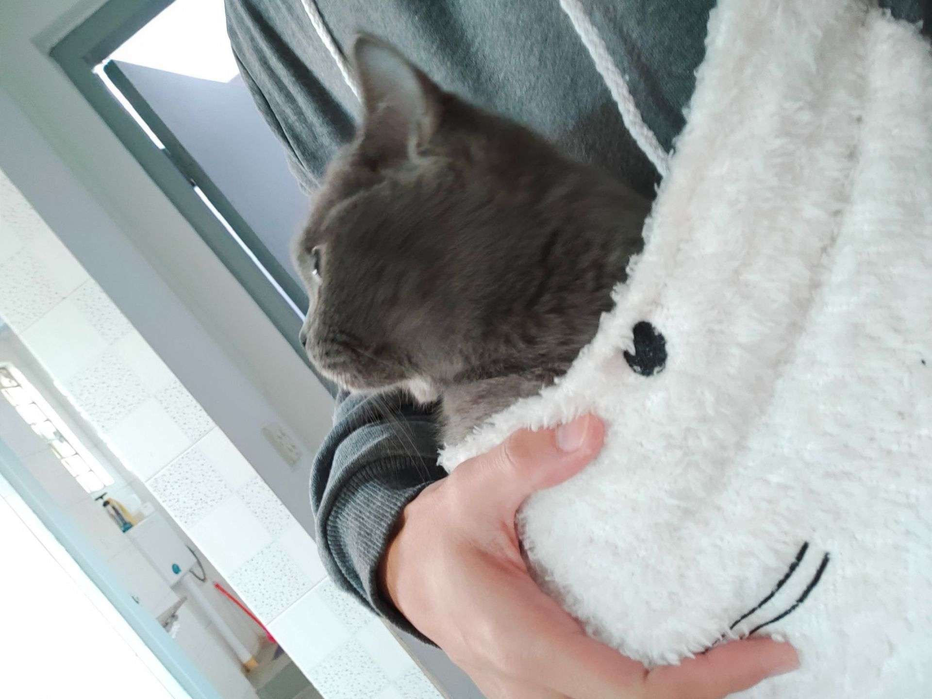 猫服  抱っこ服 | もふもふポケット付き猫抱っこパーカー