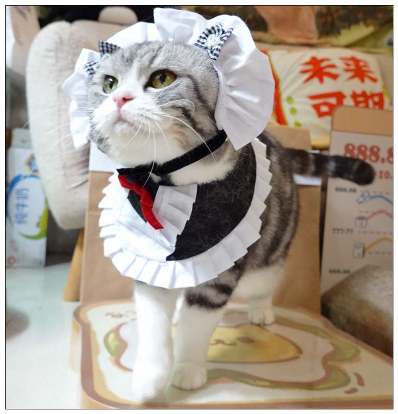 猫服  コスプレ | メイド風フリルエプロン猫用コスチューム
