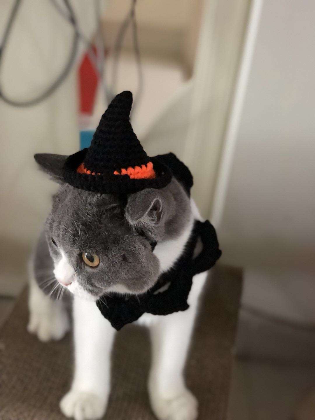 猫服  帽子 | 魔法使いの猫ちゃん帽子