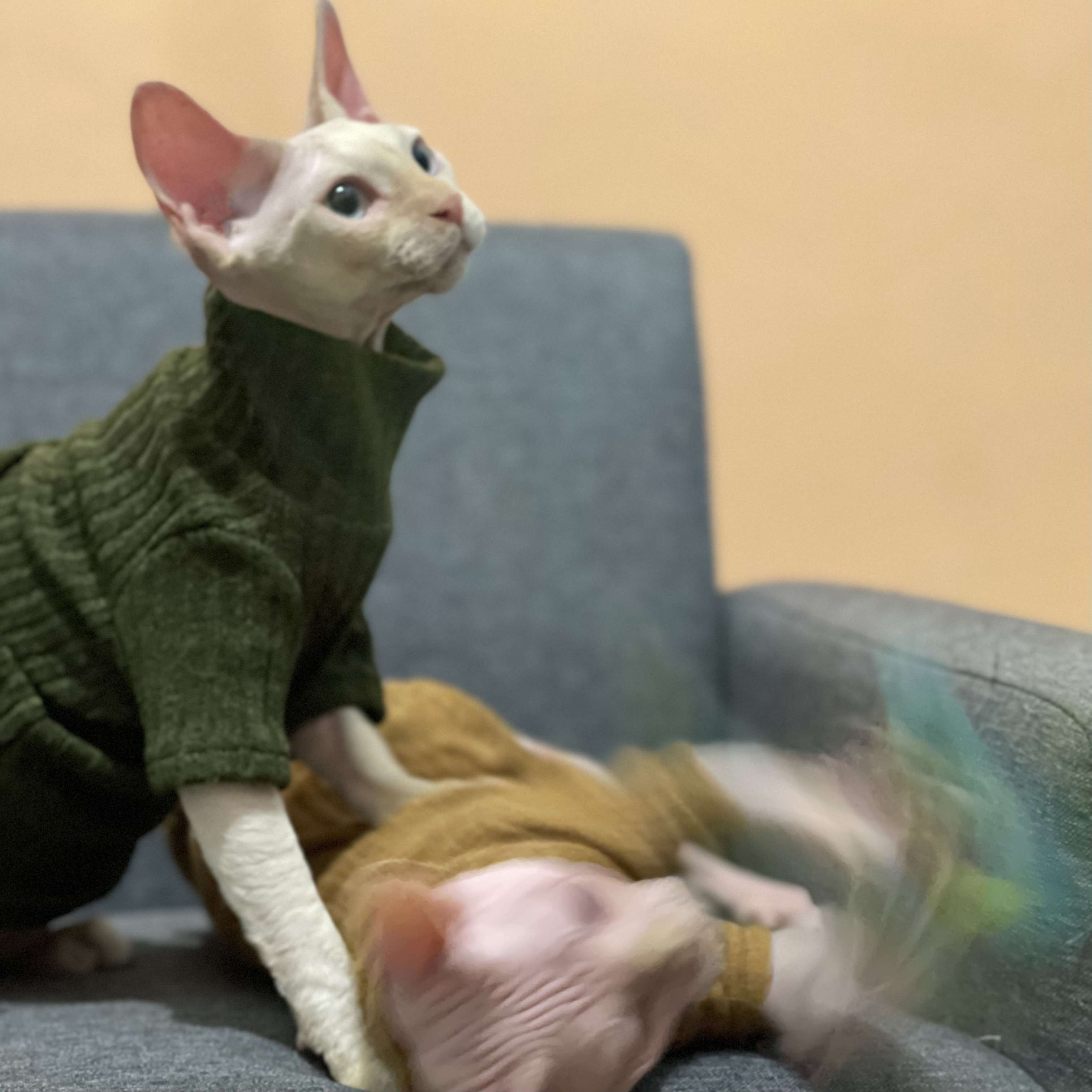 猫服  スフィンクス | スフィンクスの秋冬ニットウェア