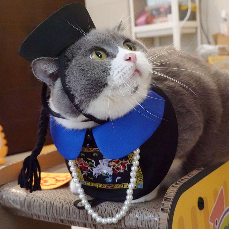猫服  コスプレ | 猫用大正ロマン風着物セット
