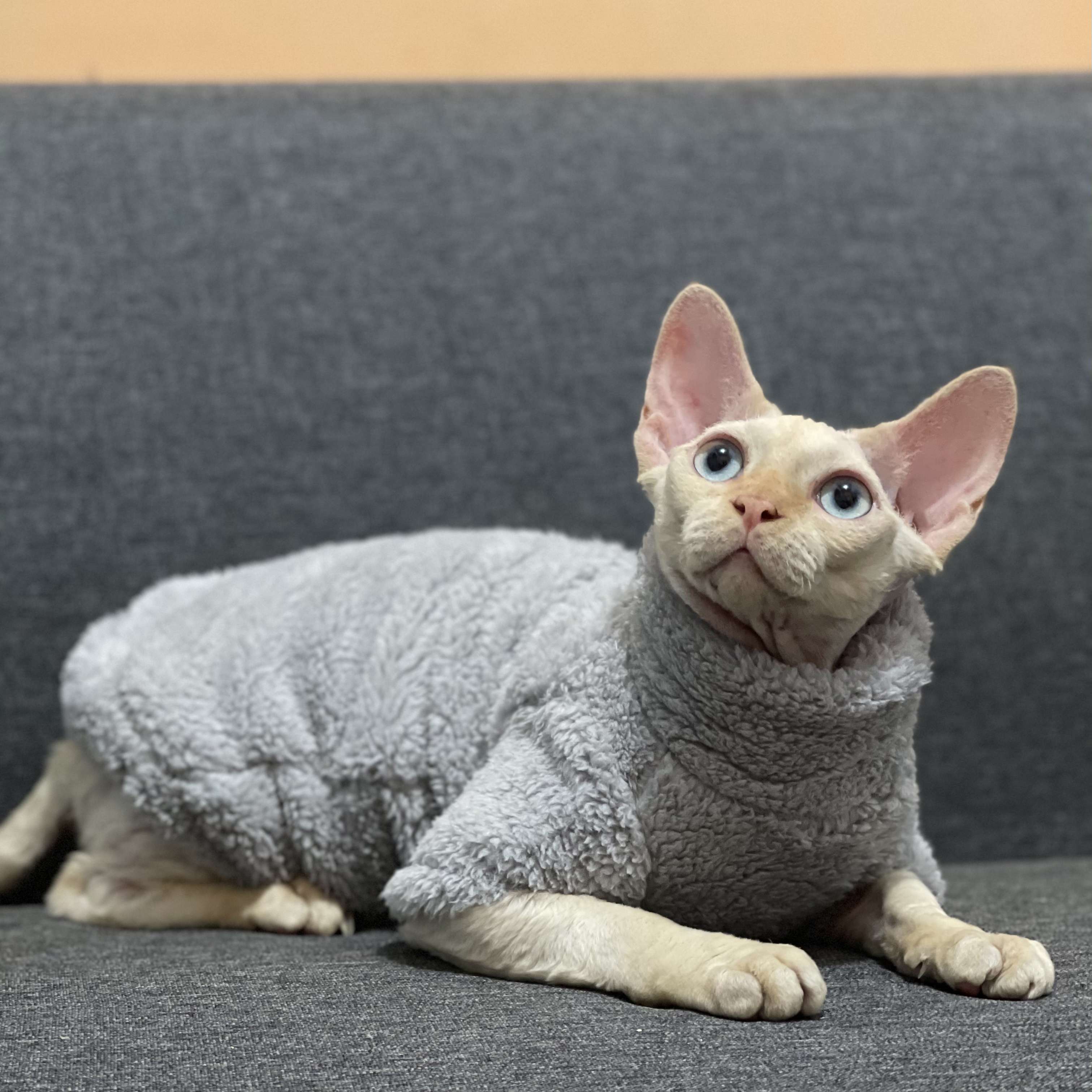 猫服  スフィンクス | もこもこスフィンクスの防寒服