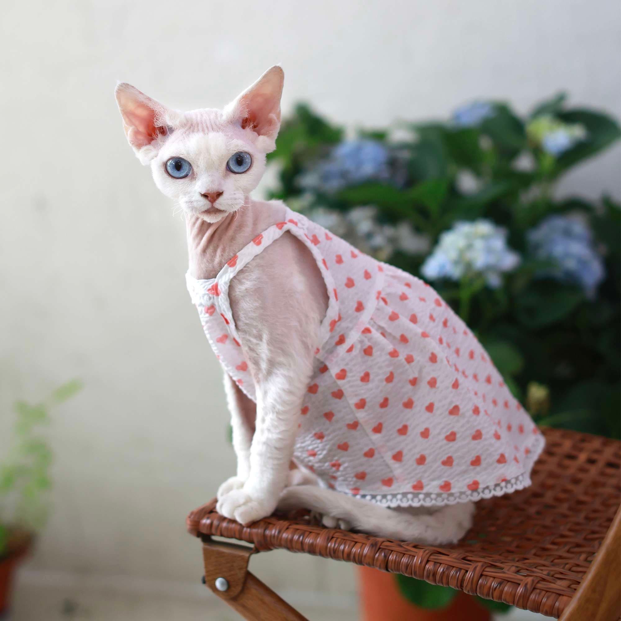 猫服  洋服 | ハートドット柄キャットドレス
