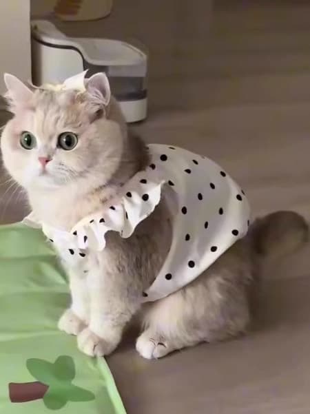 猫服  水玉フリルワンピース
