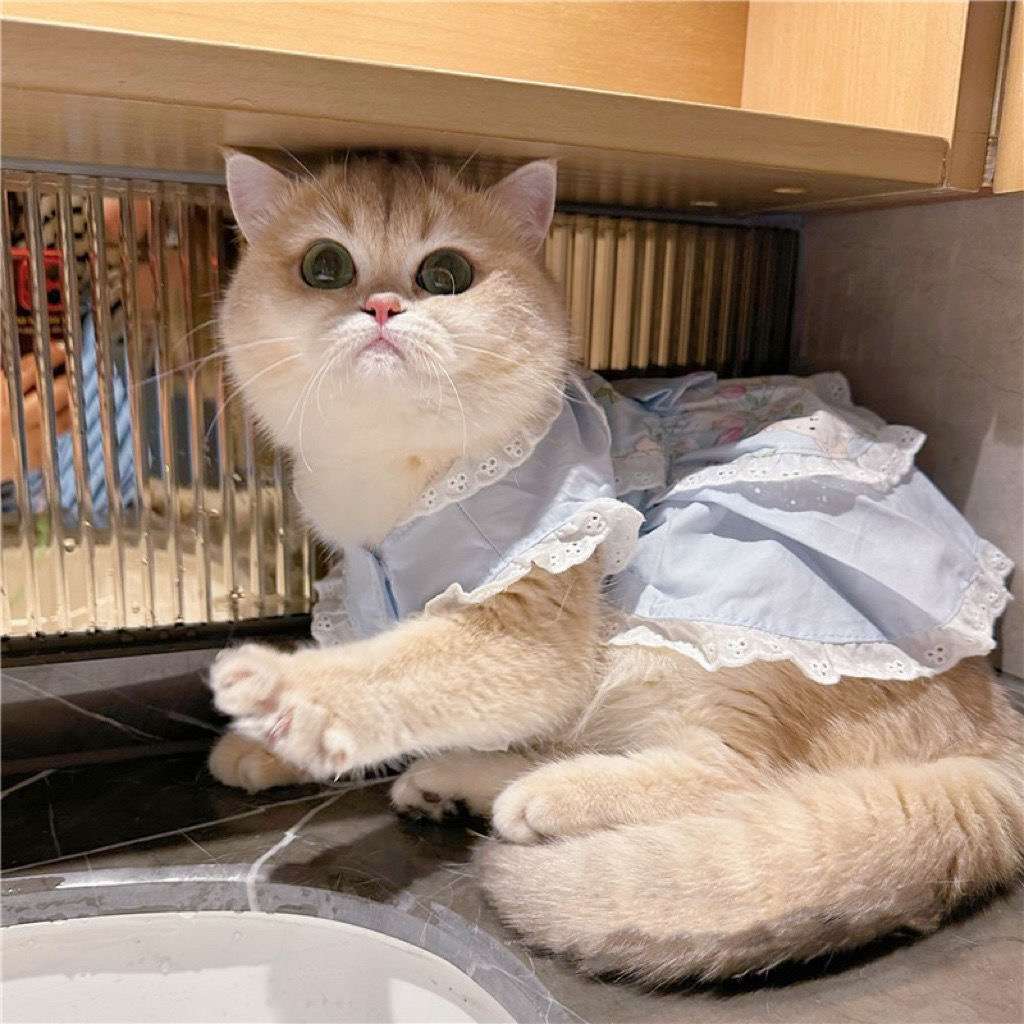 猫服  洋服 | ロココ調レース付きピンクドレス