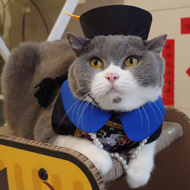 猫服  コスプレ | 猫用大正ロマン風着物セット