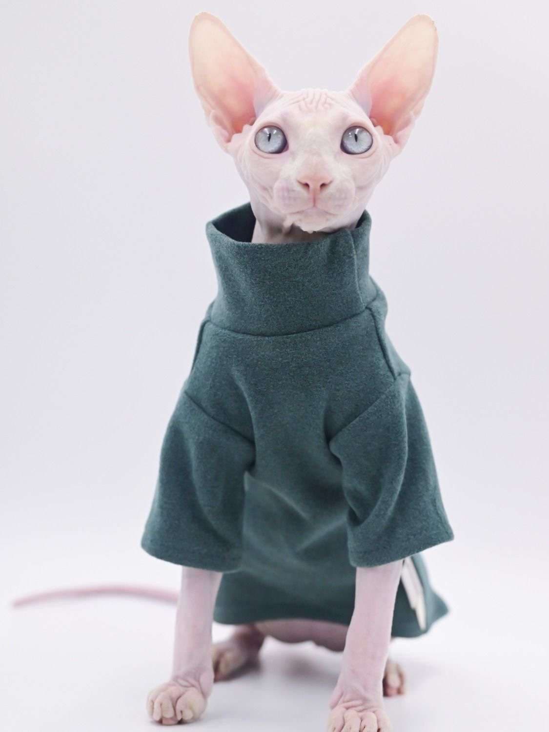 猫服  スフィンクス | スフィンクスの癒し術後服
