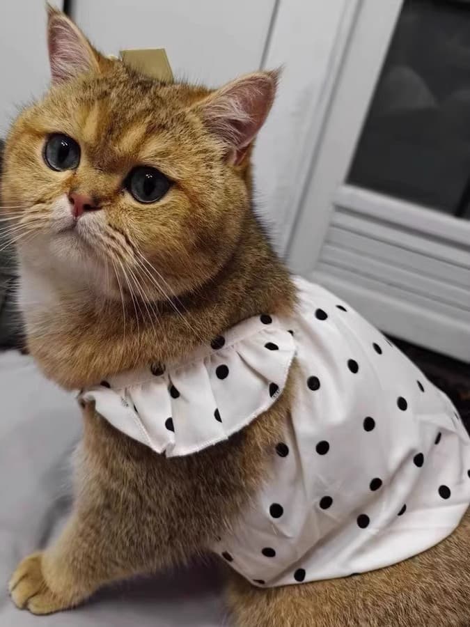 猫服  水玉フリルワンピース