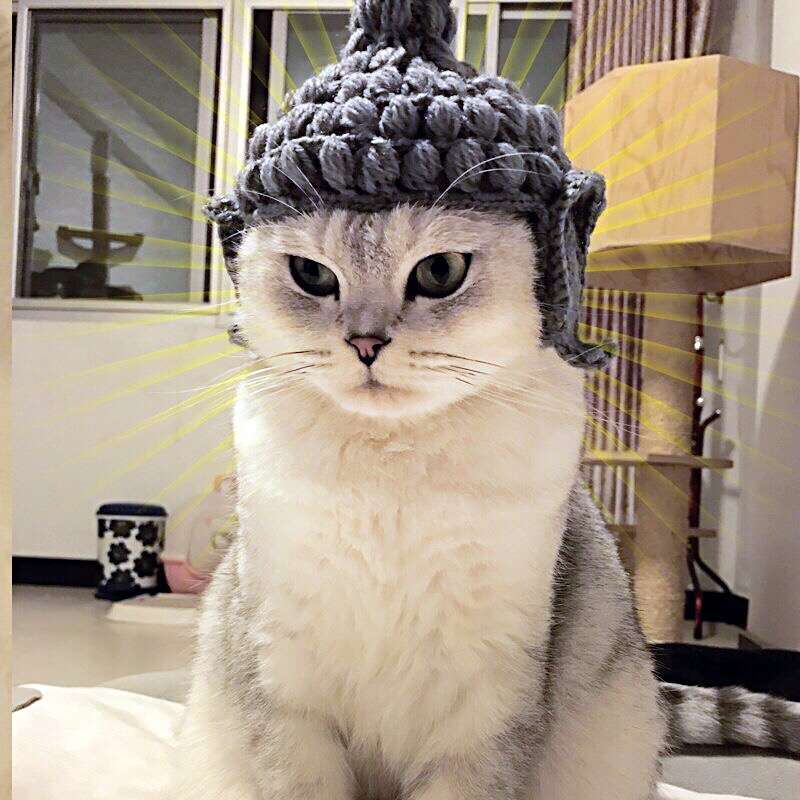 猫服  帽子 | ぽこぽこニット帽 猫用あったかキャップ