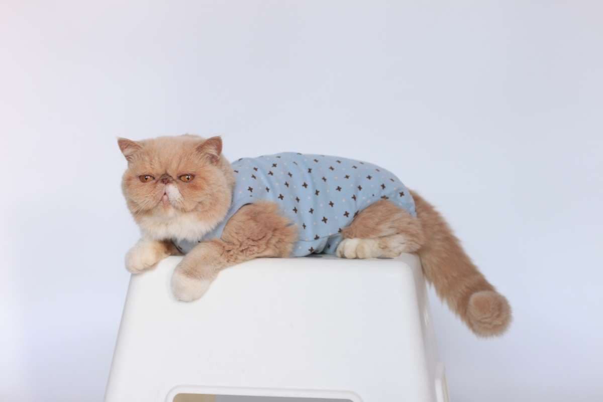 猫服  防寒服 | もこもこ猫ちゃん用着ぐるみ防寒ウェア