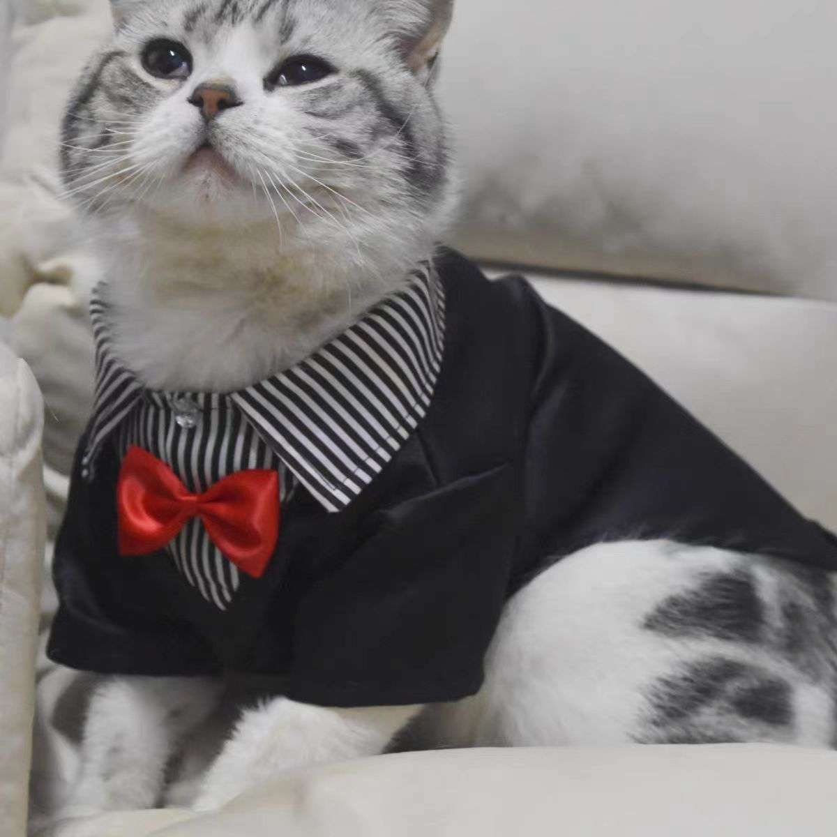 猫服  洋服 | 紳士風ネコ用タキシード
