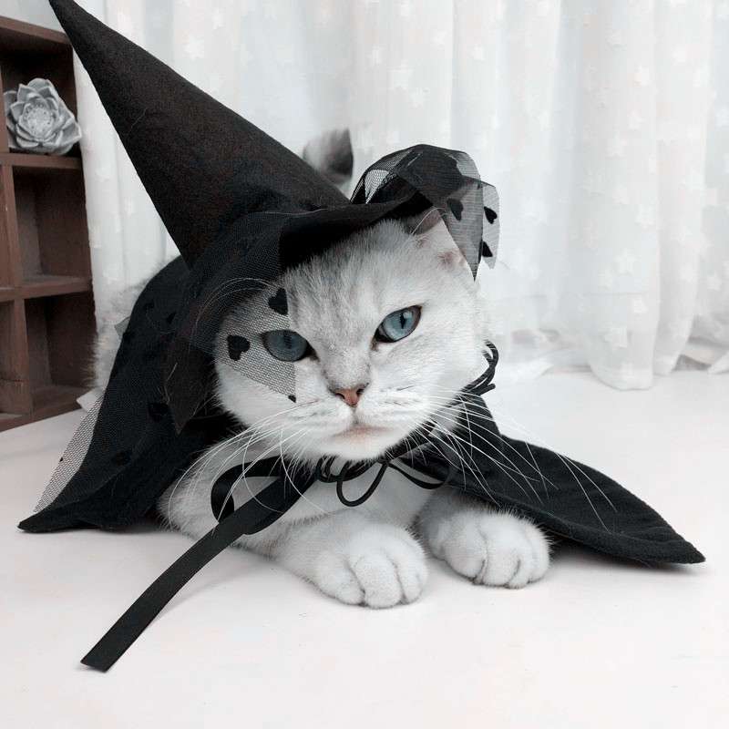 猫服  コスプレ | 魔法使い猫ちゃんコスプレセット
