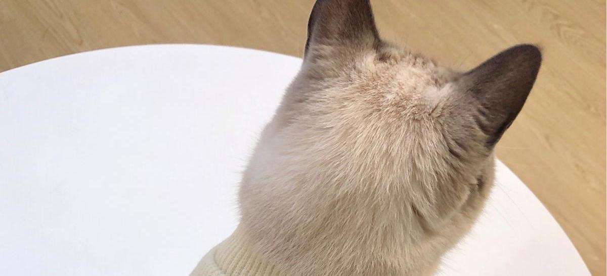 猫服 小熊刺繍入りふわもこ袖口あったか猫用編み上着