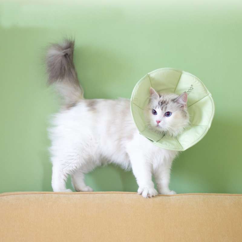 猫服 猫 エリザベスカラー | ふわもこ猫さん用お医者さんえり