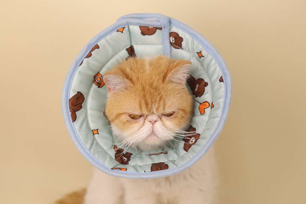 猫服 猫 エリザベスカラー | もふもふ猫ちゃん用パターンエリザベスカラー