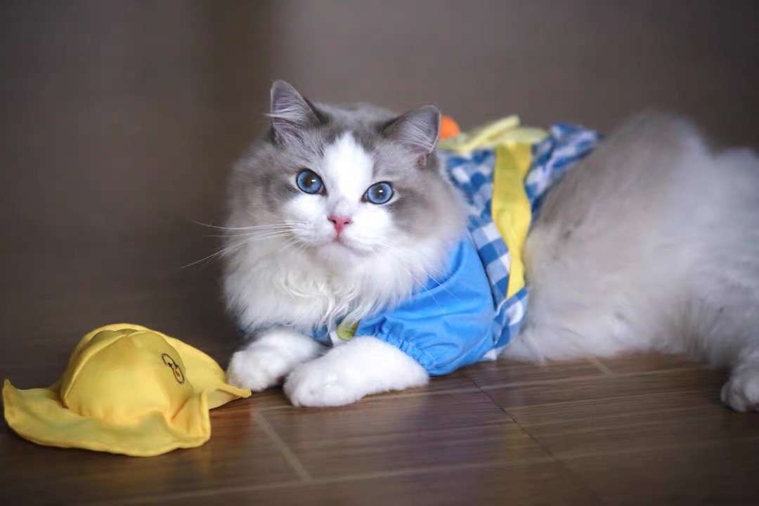 猫服  洋服 | 猫用チェック柄オーバーオール