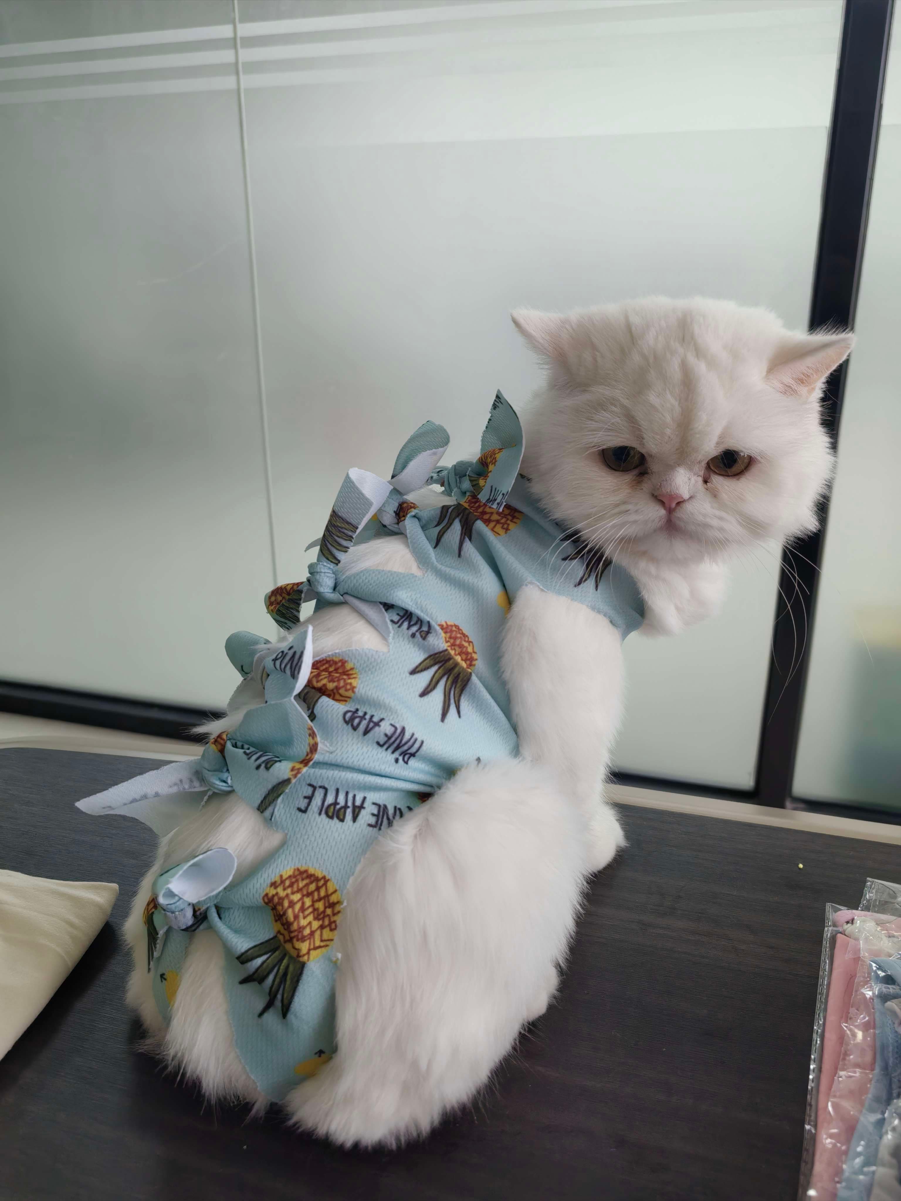猫服  術後服 | もふもふ猫ちゃんの癒しリボン術後服