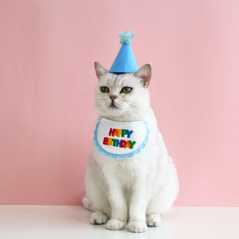 猫服  コスプレ | お誕生日お祝い猫用よだれかけ＆パーティーハット