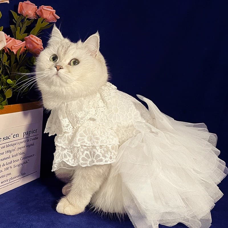 猫服  レース付きチュールドレス