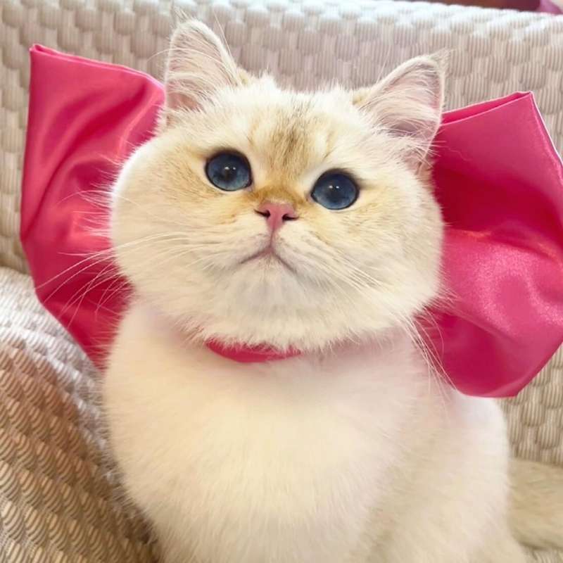猫服  帽子 | ふわふわ姫様リボン猫耳キャップ