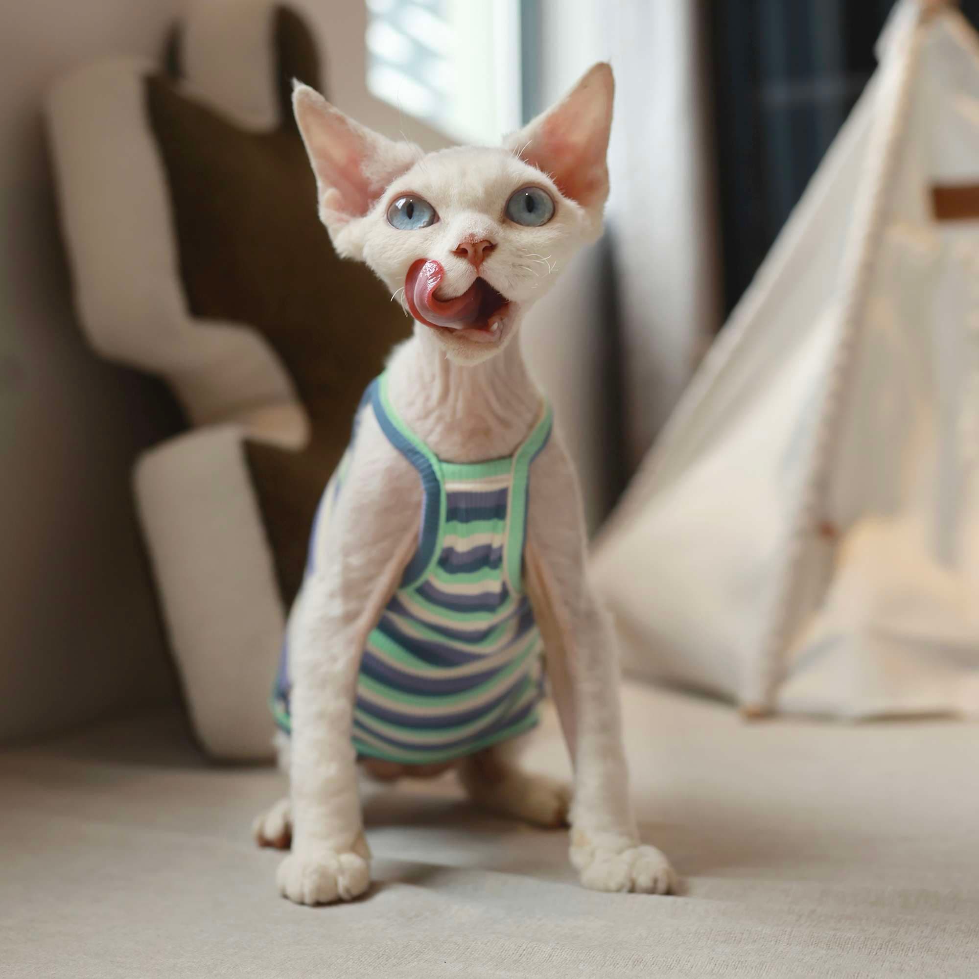 猫服  洋服 | ねこちゃん用ボーダー柄タンクトップ