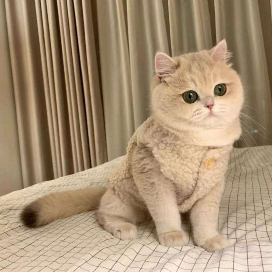 猫服  防寒服 | もこもこ猫ちゃん用ニットベスト