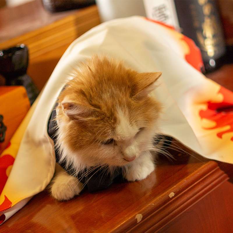 猫服  コスプレ | 鬼滅の刃風デザインの