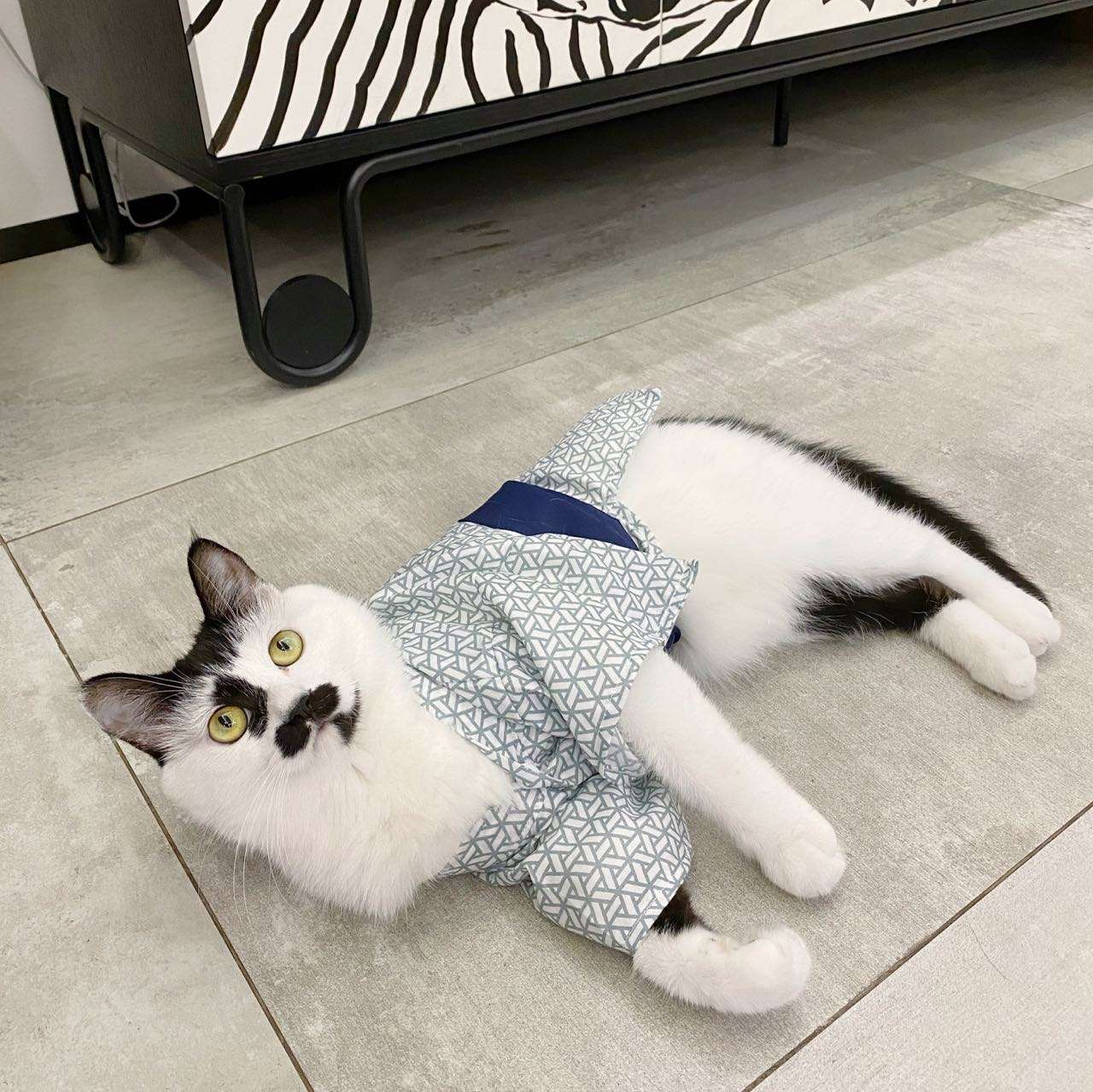 猫服  コスプレ | 和風猫用浴衣