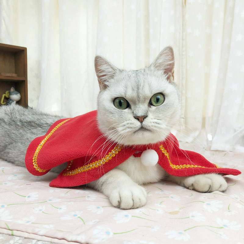 猫服  コスプレ | 魔法使い猫ちゃんコスプレセット