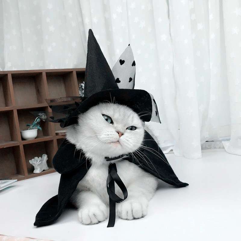 猫服  コスプレ | 魔法使い猫ちゃんコスプレセット