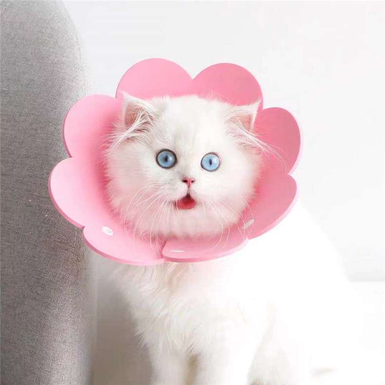 猫服 猫 エリザベスカラー | お花のエリザベスカラー
