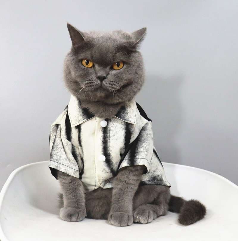 猫服  洋服 | 猫様のビジネスカジュアル