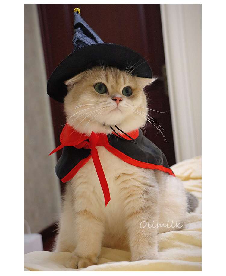 猫服  コスプレ | ハロウィン魔法使い猫コスチュームセット