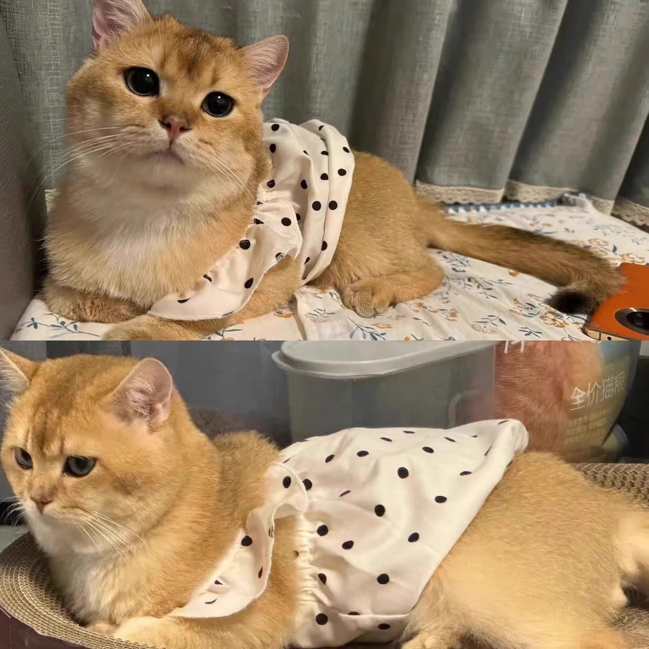 猫服  水玉フリルワンピース