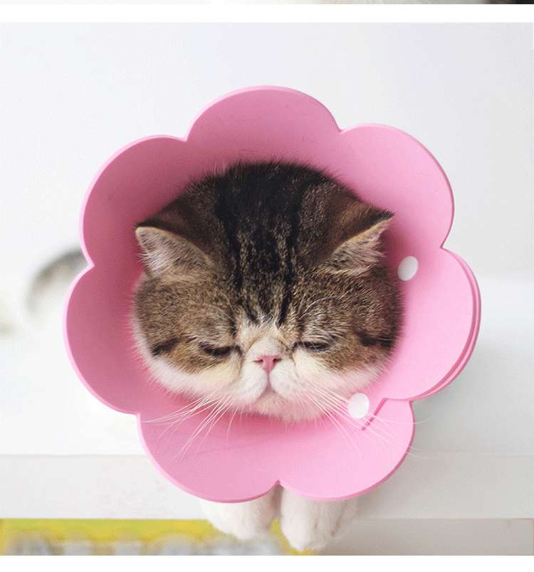 猫服 猫 エリザベスカラー | 花びら型ペット用エリザベスカラー