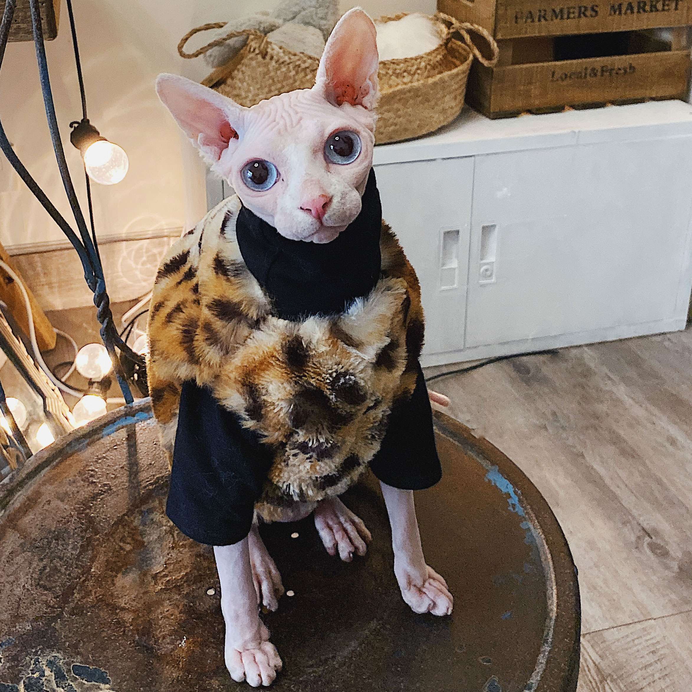 猫服  スフィンクス | スフィンクス猫用おしゃれつなぎ服
