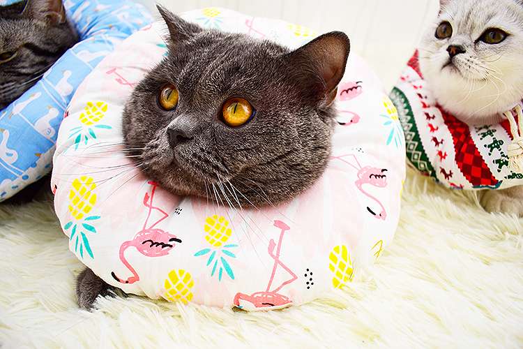 猫服 猫 エリザベスカラー | ふわもこペット用プリントエリザベスカラー