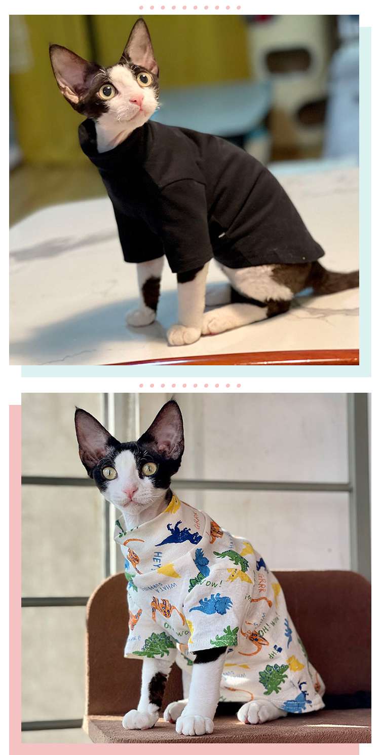 猫服  スフィンクス | スフィンクスの季節のお洒落服