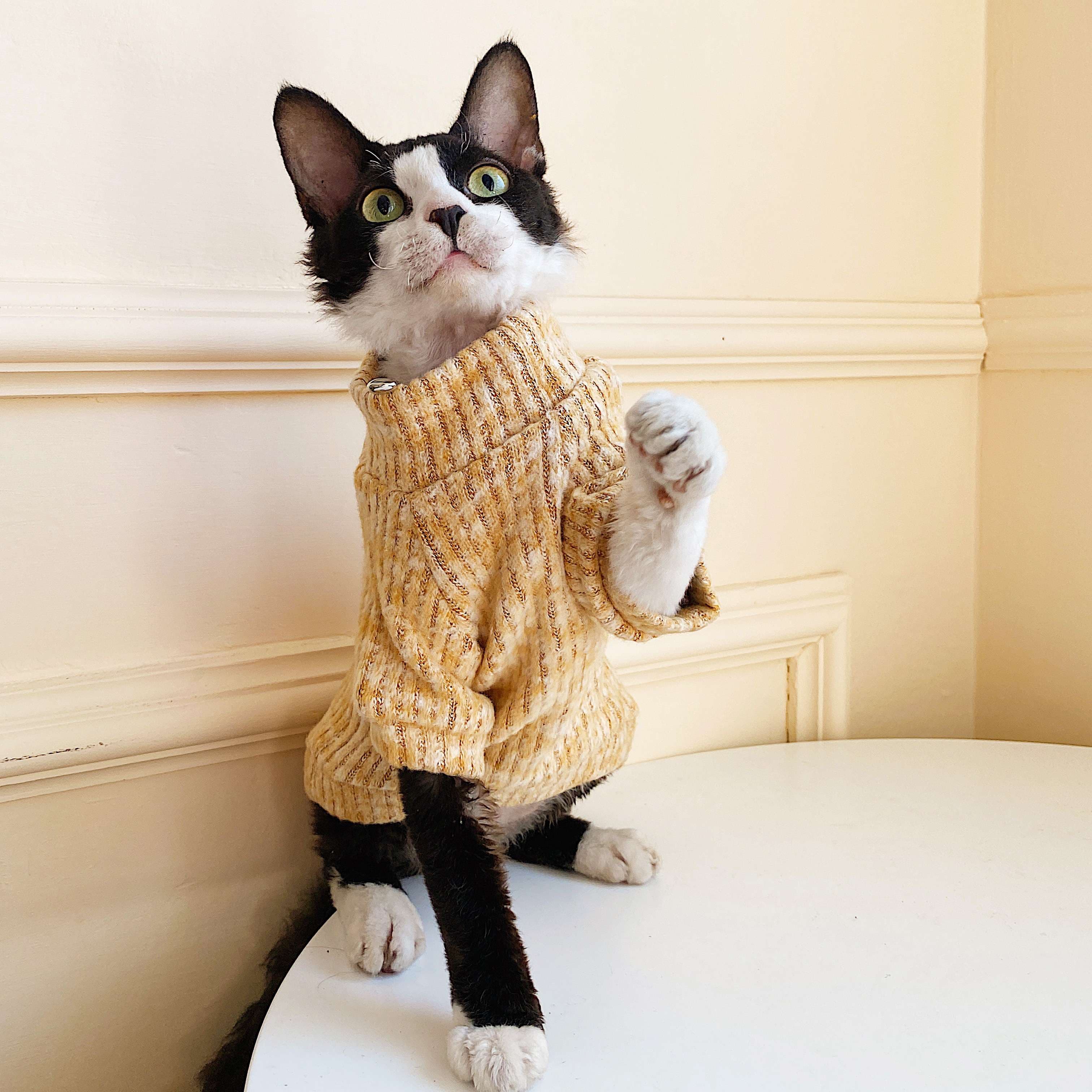 猫服  スフィンクス | スフィンキャットのニットセーター